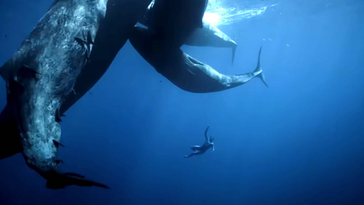 Un corto recoge las mejores inmersiones del campeón de freedive Guillaume Néry