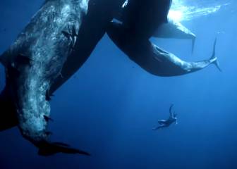 Un corto recoge las mejores inmersiones del campeón de freedive Guillaume Néry