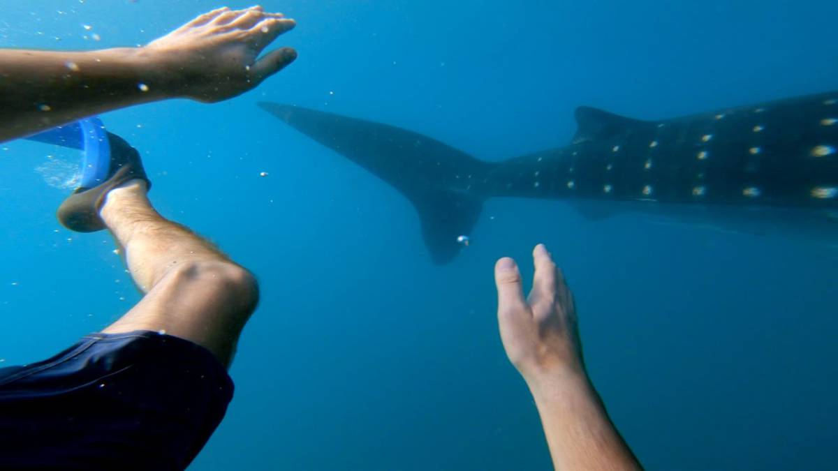 tiburon ballena filipinas buceo