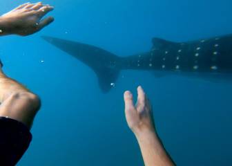 GoPro muestra las alucinantes islas Filipinas en un clip nadando con tiburones ballena