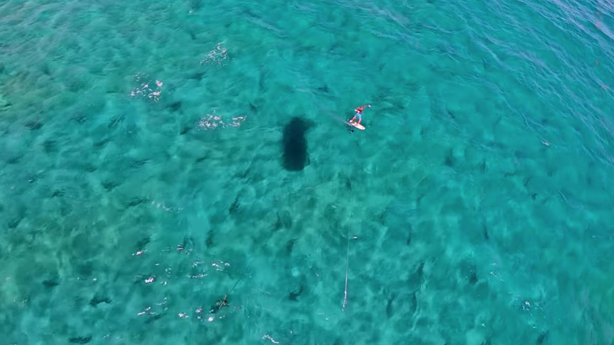 Damien LeRoy entre tiburones kitesurf foil florida