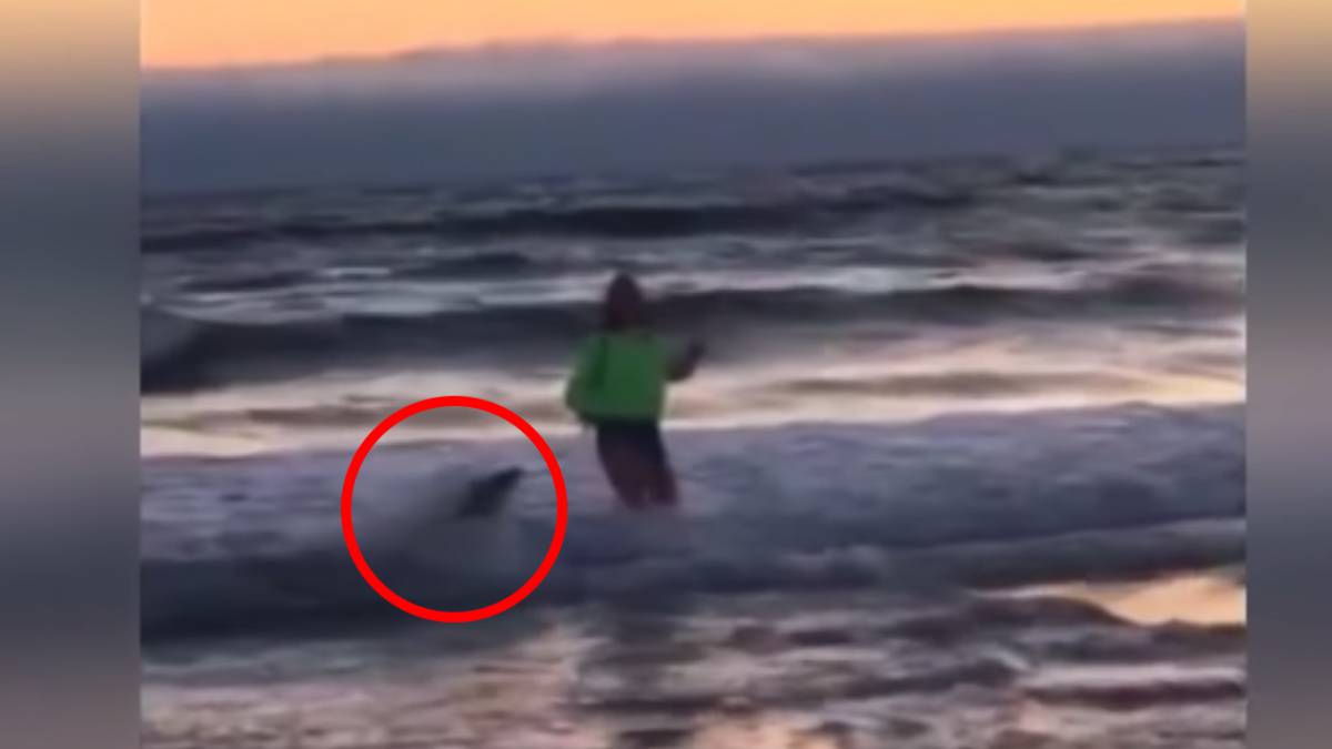 Un león marino ataca a una chica de 13 años en una playa de California