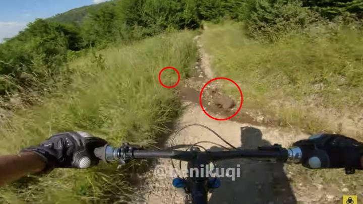 Un biker se topa con dos crías de oso.