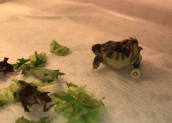 Salvan una tortuga con ingencio y los ejes y ruedas de un fingerboard