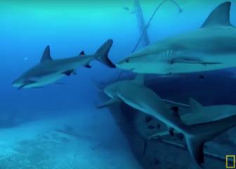 El misterio de Recife, la playa que recibe el 50% de ataques de tiburón de Sudamérica