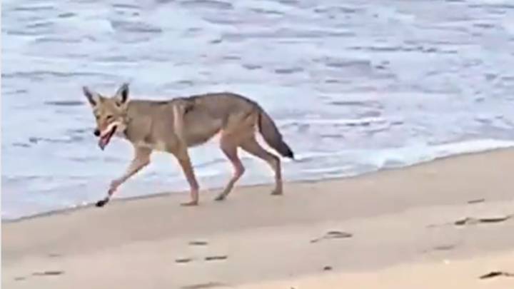 Un coyote pasea tranquilamente por la playa del evento de surf más multitudinario del mundo