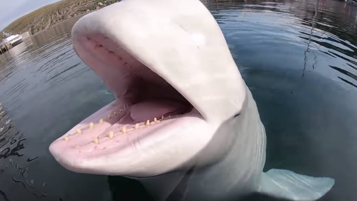 Una ballena beluga tira la GoPro de un kayakista al fondo del mar y luego se la devuelve