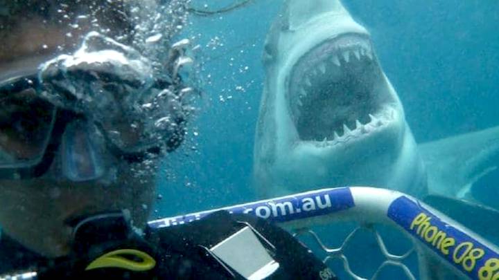 Un estudio determina que los selfies matan 5 veces más que los ataques de tiburón