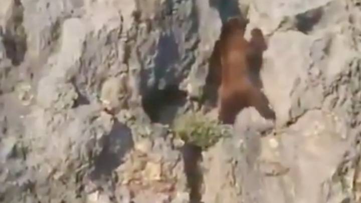 Demostración de habilidad de un oso escalando 'en solo'