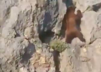 Demostración de habilidad de un oso escalando 'en solo'