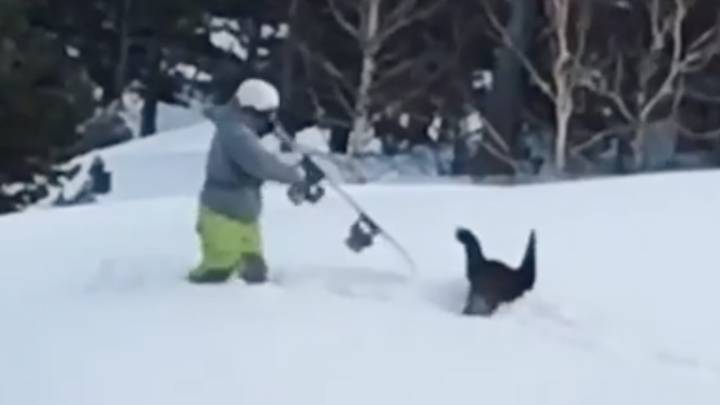 Pelea 'a muerte' entre un urogallo y un snowboarder tras una vacilada del deportista
