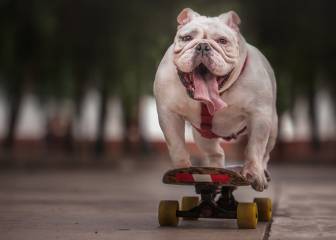 Fallece Otto, el bulldog peruano que tenía un Récord Guinness de skate