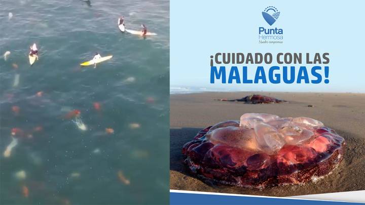 Miles de medusas interrumpen una competición de surf