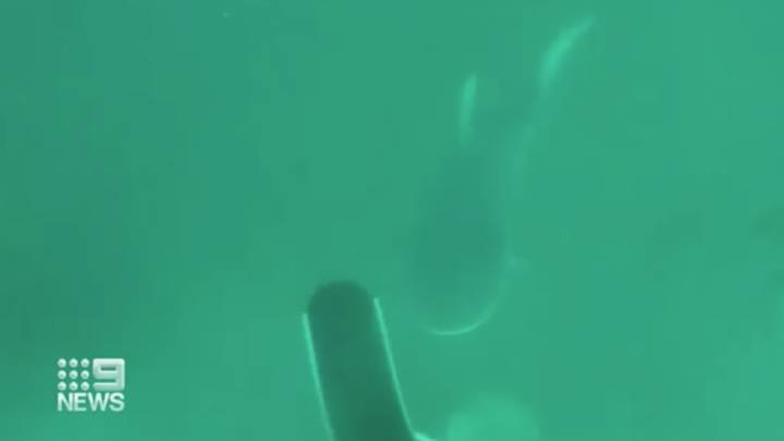 Un buceador pasa de pescador a presa de un tiburón en cuestión de segundos
