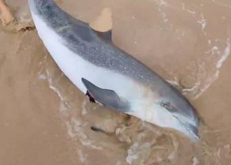 Kitesurfistas devuelven al agua un delfín varado en una playa de Fuerteventura