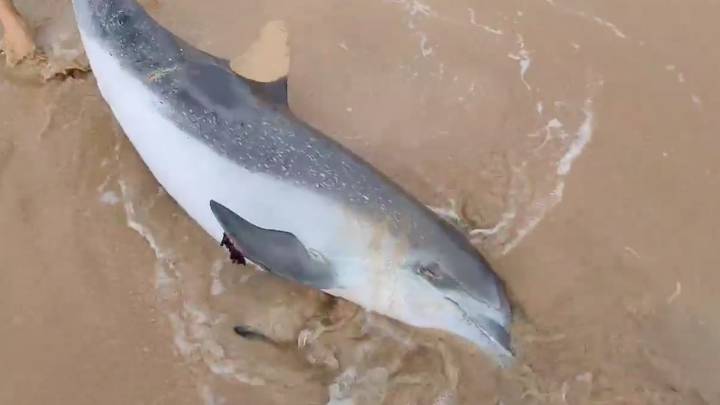 Kitesurfistas devuelven al agua un delfín varado en una playa de Fuerteventura