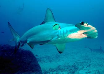 Un tiburón ataca dos veces a un surfista profesional: