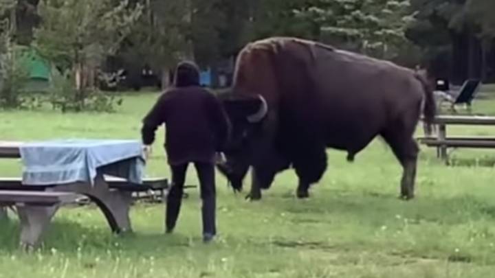 Un bisonte embiste a una señora de 72 años tras media hora de 'provocaciones'