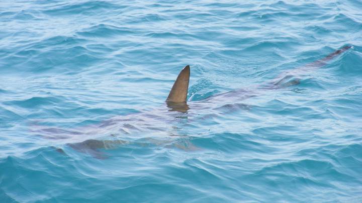 Segunda víctima mortal por ataque de tiburón en una sola semana