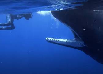 Ocean Souls: imágenes inigualables de cetáceos