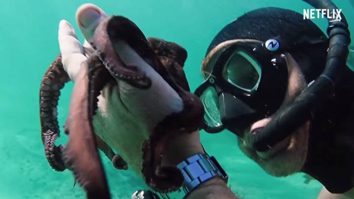 My Octopus Teacher: la relación de un buceador y un pulpo llega a Netflix