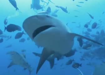 Una mujer embarazada salva a su marido de un ataque de tiburón practicando snorkel