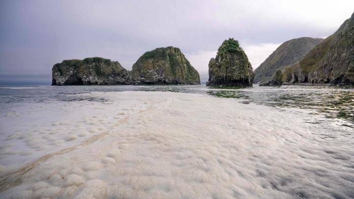 Surfistas intoxicados y animales muertos: catástrofe ecológica en Kamchatka