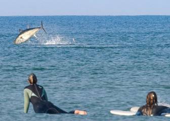 Aparición estelar de un atún rojo en un evento de chicas surfistas