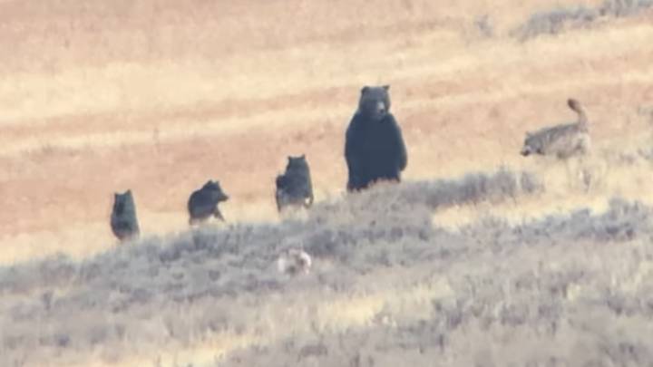 Unos excursionistas graban el acecho de una manada de lobos a un oso grizzly