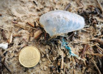 Una invasión de carabelas portuguesas obliga a cerrar las playas en Galicia