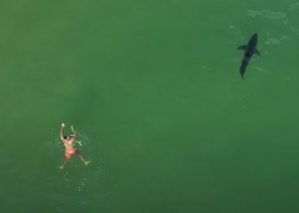 Tiburones vistos desde el aire: atemorizando a niños y surfistas, jugando con focas...