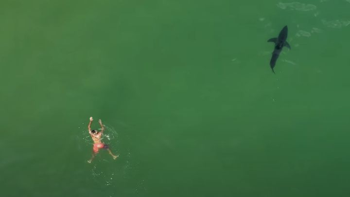Tiburones vistos desde el aire: atemorizando a niños y surfistas, jugando con focas...