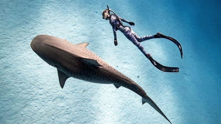 Ataques de tiburón en el mundo: menos cantidad, más mortales