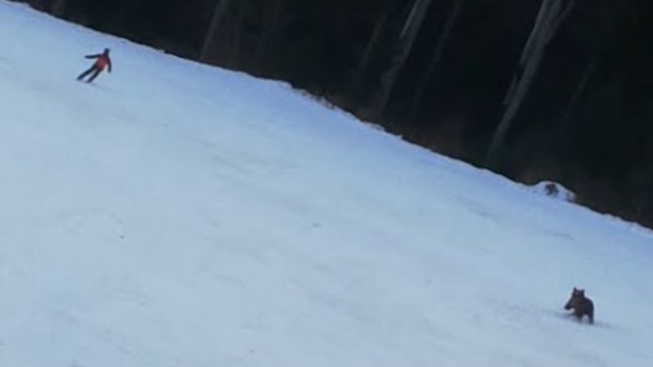 Graban a un oso persiguiendo a un esquiador por una pista de esquí