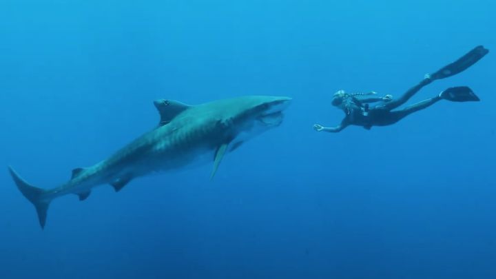 Guía para evitar ataques de tiburón: imitar a un delfín