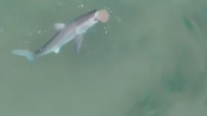 Un surfista graba a un tiburón blanco cazando a una raya
