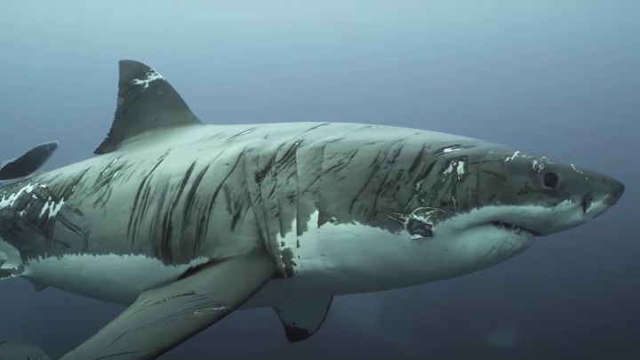 Un buceador se encuentra con un tiburón blanco curtido en mil batallas
