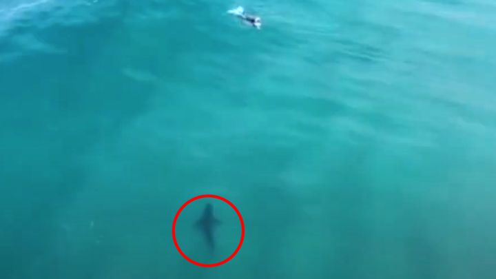 El vídeo de acción del día: tiburón blanco y surfista comparten olas