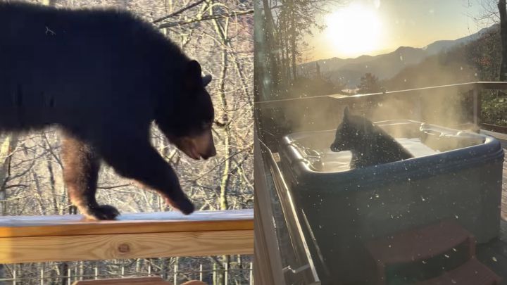 Graba a un oso bañándose en el jacuzzi de su casa de la montaña