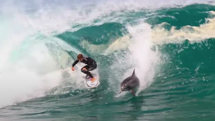 El vídeo de acción del día: un delfín le roba una ola a un surfista