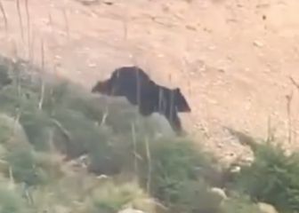 Graban el ataque veloz de un oso a un ciclista en la montaña