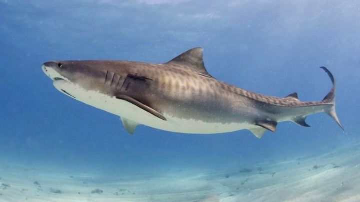 Un tiburón mata a un practicante de SUP foil, cuya vibración podría atraer a los escualos