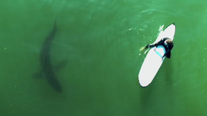 El vídeo de acción del día: le graban surfeando entre tiburones sin saberlo