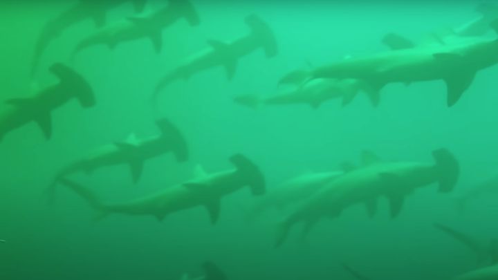 El vídeo extremo del día: miedo entre centenares de tiburones martillo