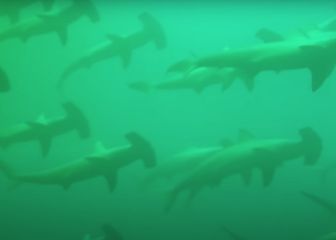 El vídeo extremo del día: miedo entre centenares de tiburones martillo