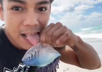 El vídeo extremo del día: lame una carabela portuguesa sin saber de su peligro