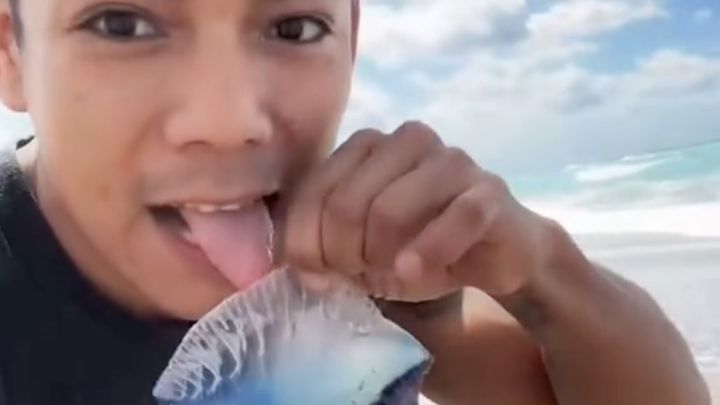 El vídeo extremo del día: lame una carabela portuguesa sin saber de su peligro