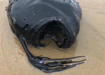 Aparece muerto un extraño pez en una playa surfera