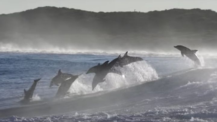 Delfines y belugas: del maltrato en un acuario a surfear con ellos