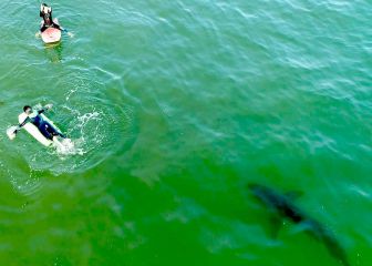 Unos niños surfean sin percatarse alarmantemente cerca de un tiburón blanco